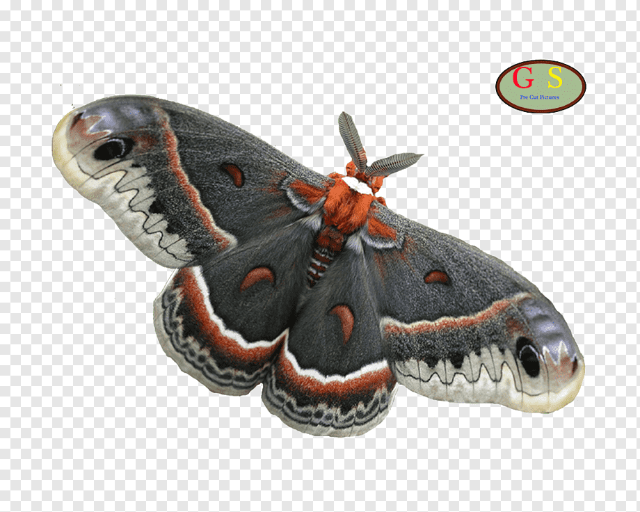 cecropia