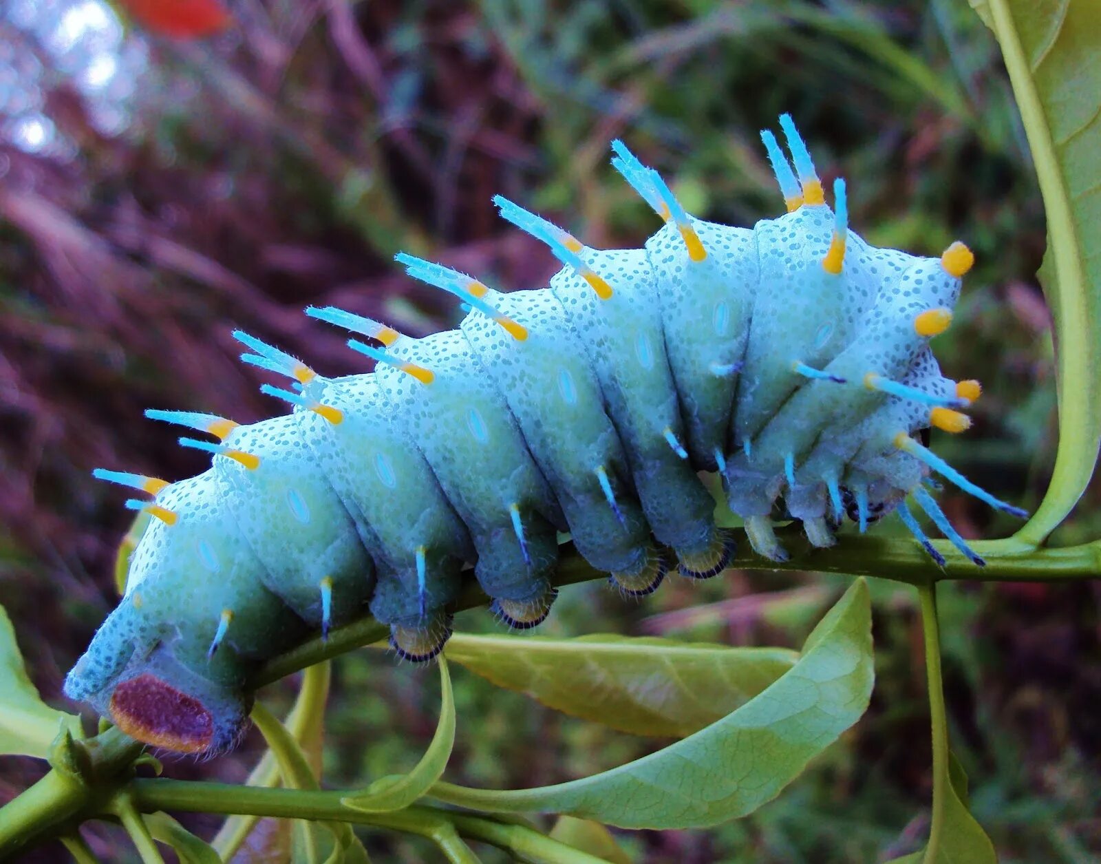 zigoto do bixo da cecropia