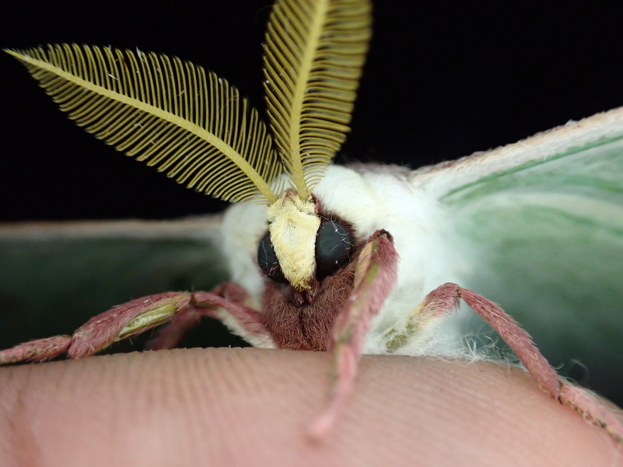 mariposa luna
